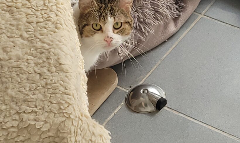 Donut vermittelt am 10.06.2022