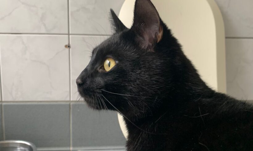 Demon vermittelt am 22.04.22