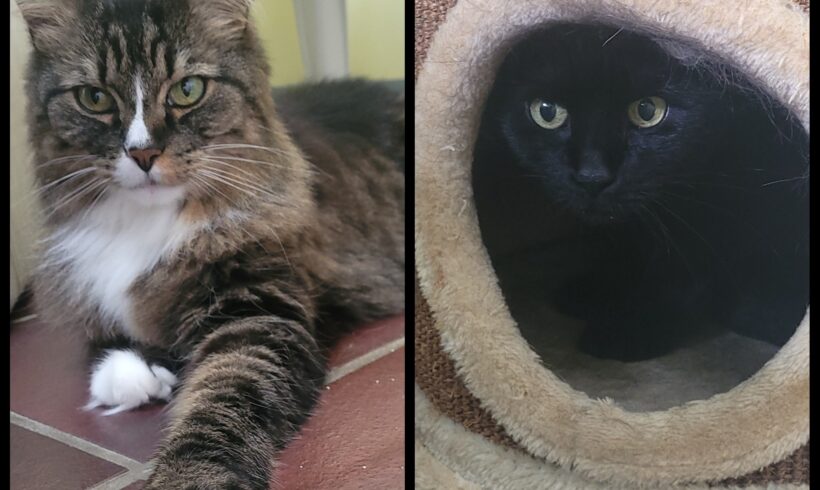 Amy&Leia