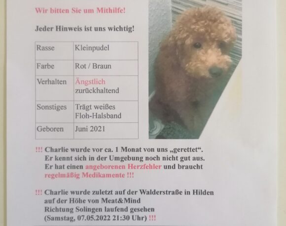 Hund Charly vermisst seit dem 07.05.2022