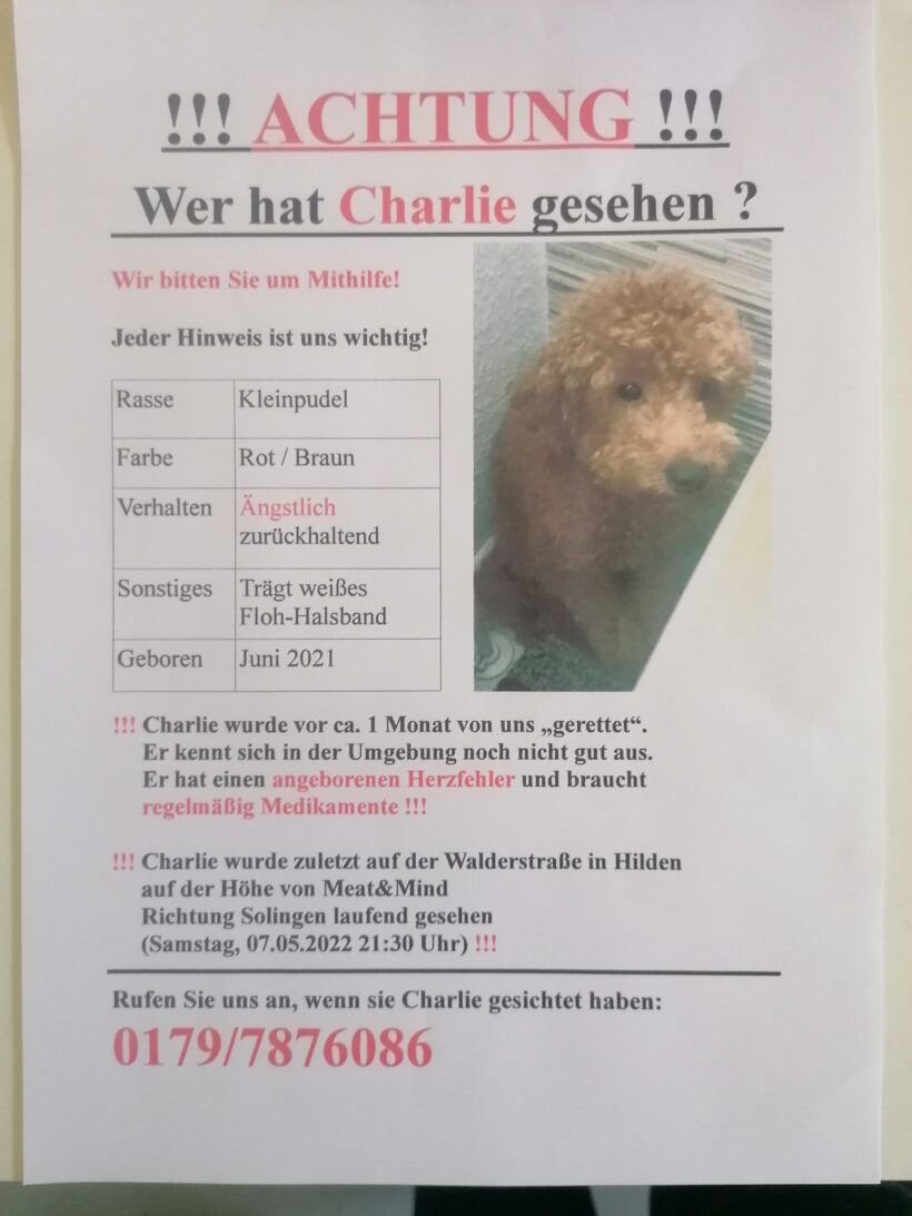 Hund Charly vermisst seit dem 07.05.2022
