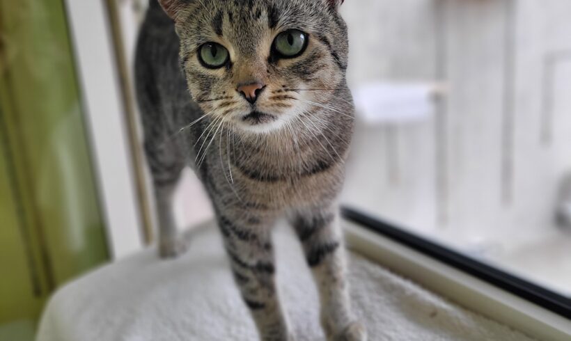 Cloe