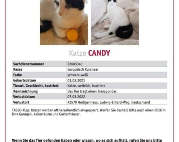 VERMISST: Katze Candy