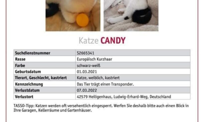 VERMISST: Katze Candy