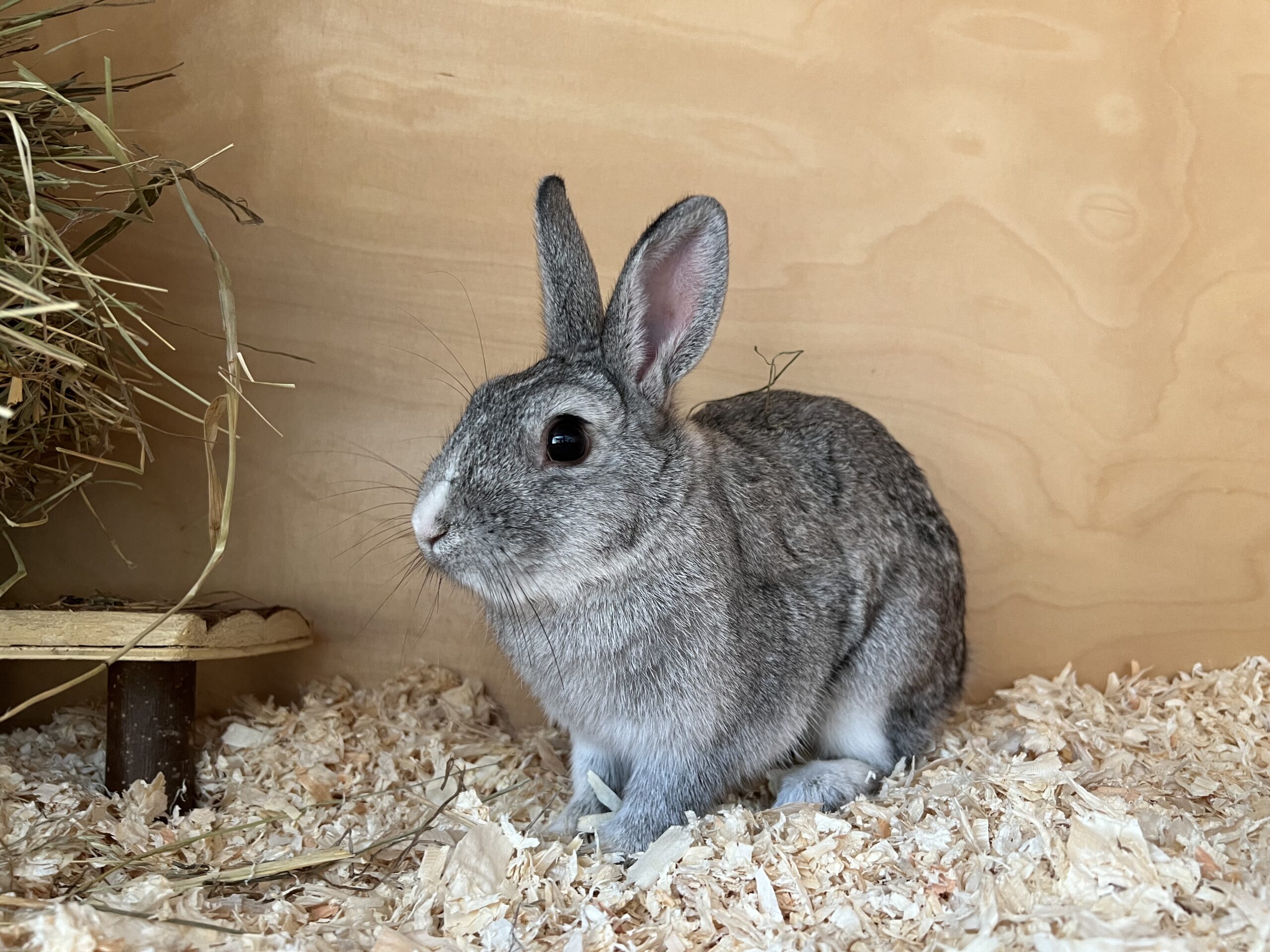 FUND: Kaninchen – männlich, unkastriert und weiblich