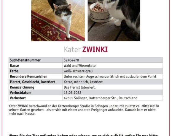 Katze Zwinki vermisst seit 15.05.2022