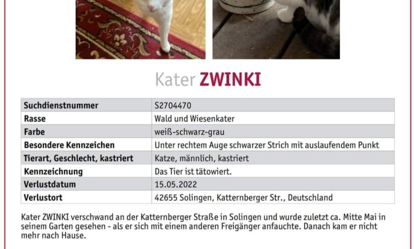 Katze Zwinki vermisst seit 15.05.2022