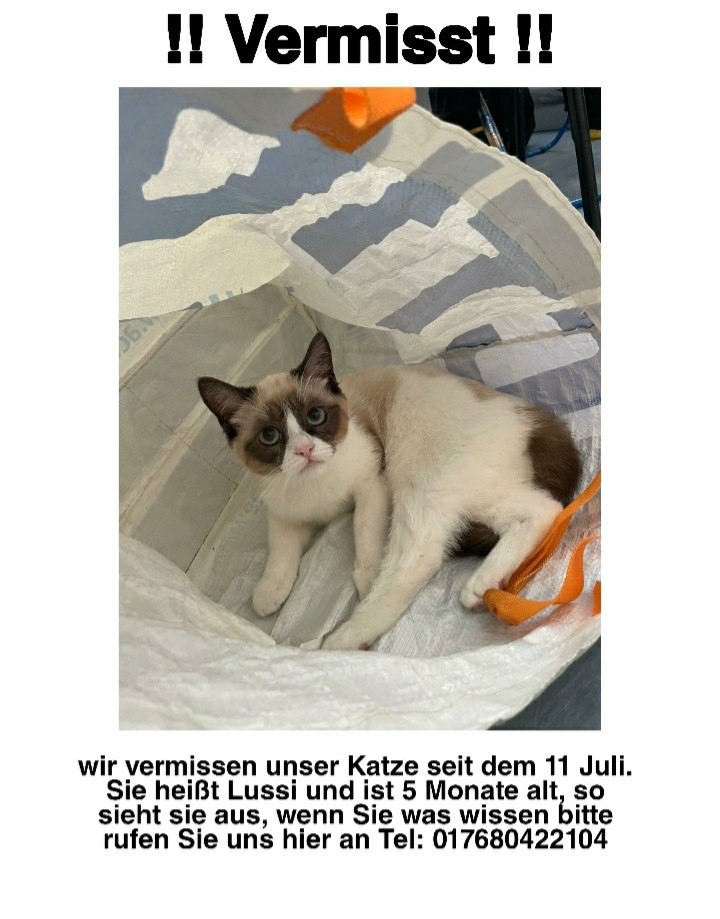Vermisst: Katze Lussi seit 11.07.2022