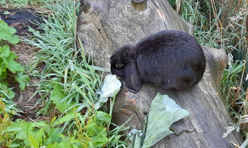 VERMISST:  4 Kaninchen entlaufen