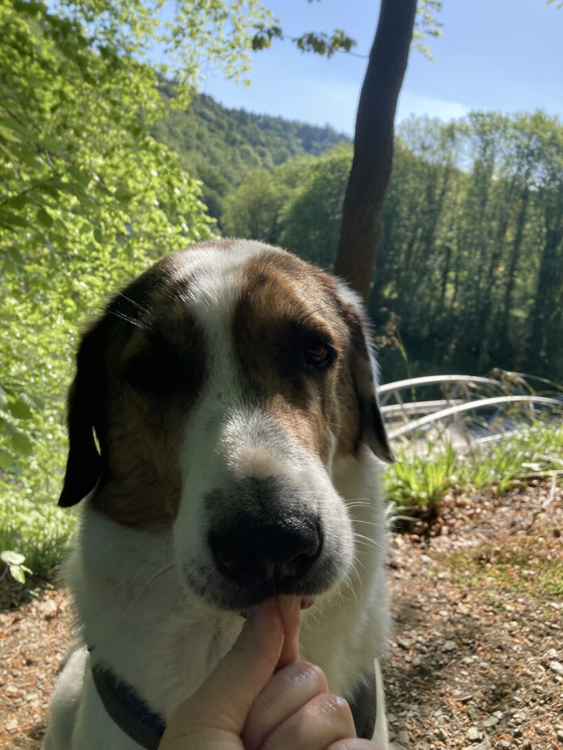 Jack
