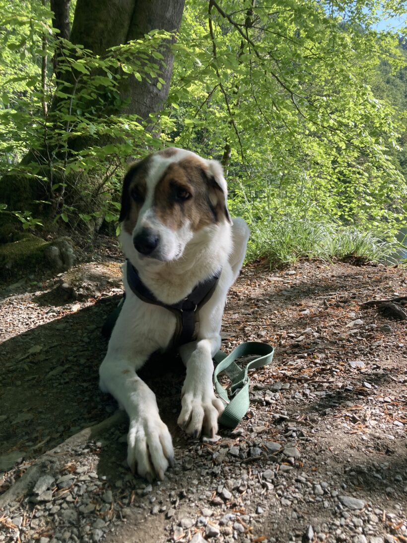 Jack