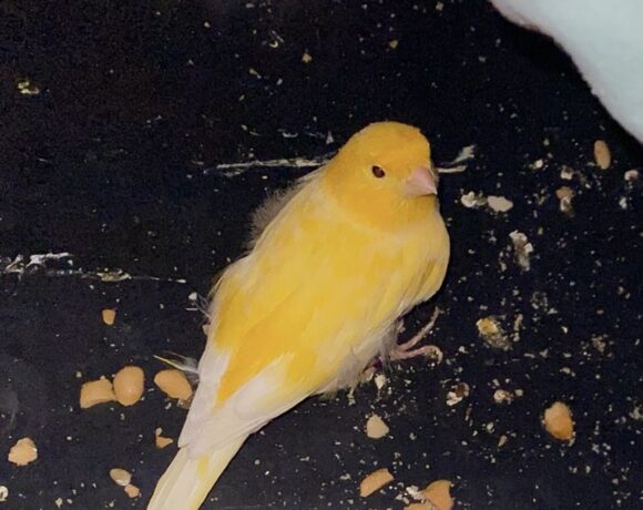 FUND: Kanarienvogel , gelb