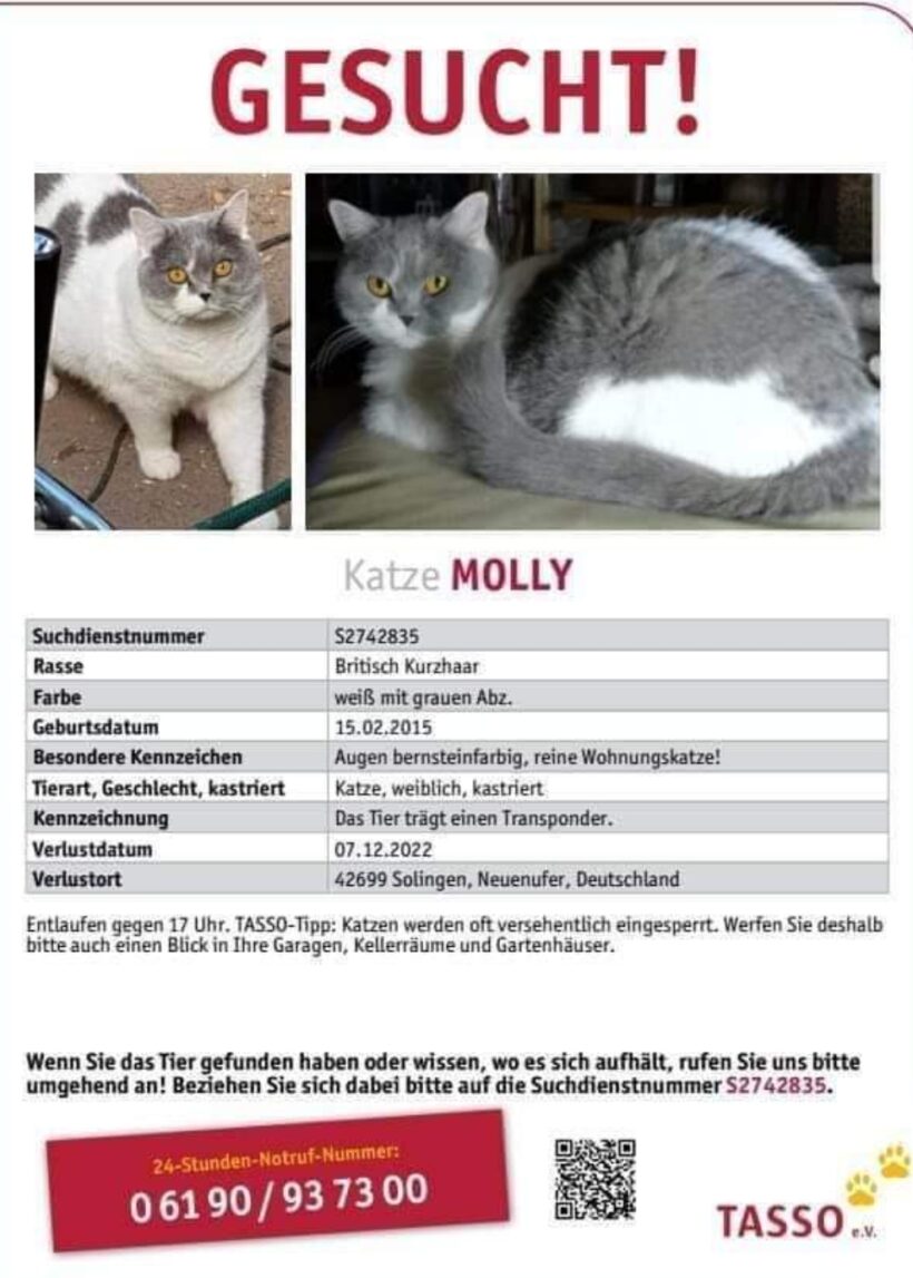 VERMISST: Katze Molly, BKH, weiß mit grau