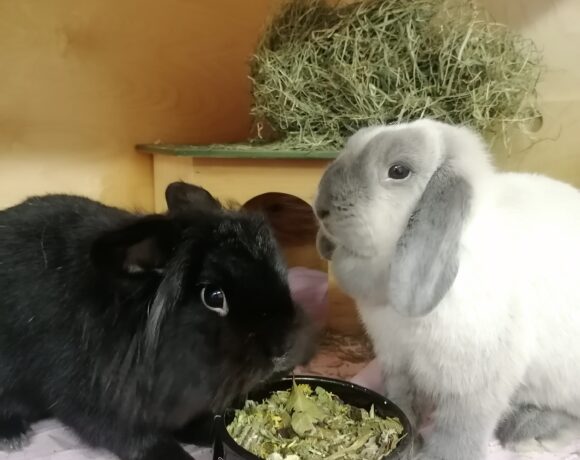 Muffin & Dennis (chronischer Schnupfer)