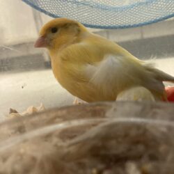 FUND : Kanarienvogel, gelb
