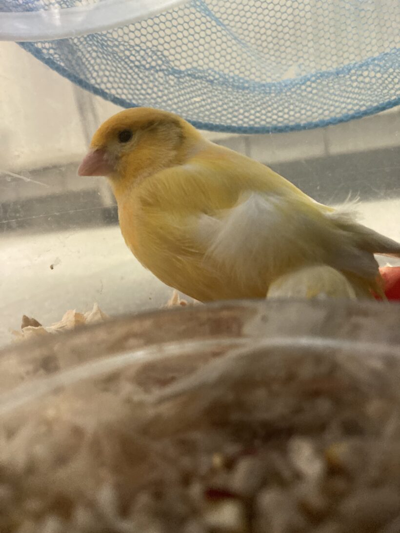 FUND : Kanarienvogel, gelb