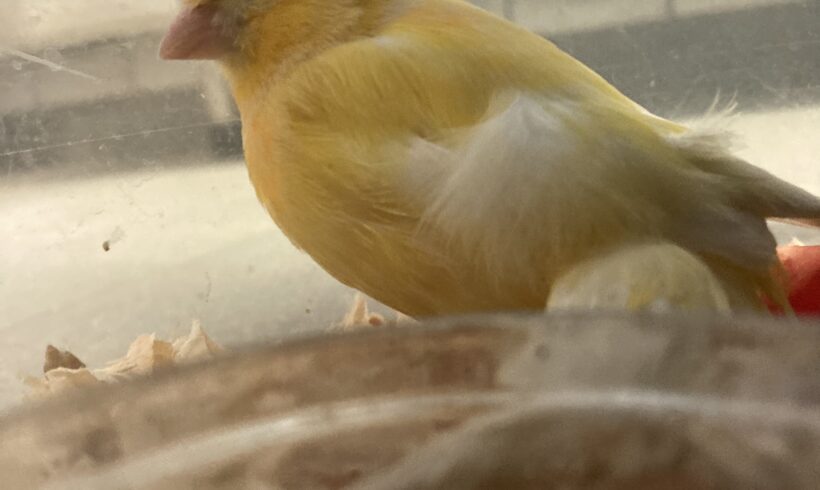 FUND : Kanarienvogel, gelb