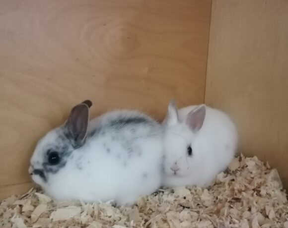 Gefunden: 2 Kaninchen, männlich, ca. 10 Wochen alt
