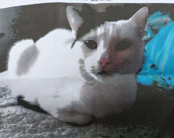 Vermisst : Katze „Kira“ weiß- schwarz
