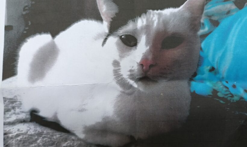 Vermisst : Katze „Kira“ weiß- schwarz