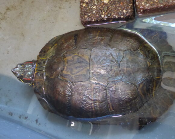 FUND in der Fauna und Tierparkt Solingen: Rotwangenschmuckschildkröte