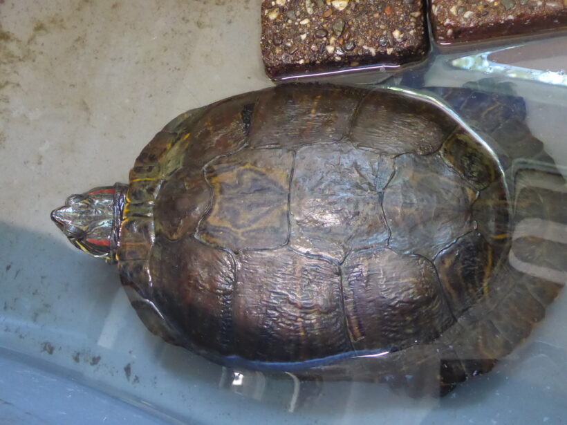 FUND in der Fauna und Tierparkt Solingen: Rotwangenschmuckschildkröte