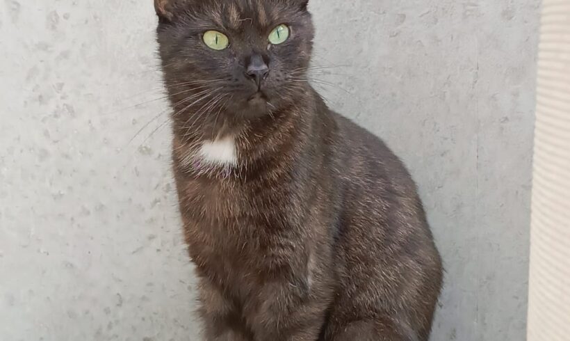 Bellatrix ( hat Interessenten )