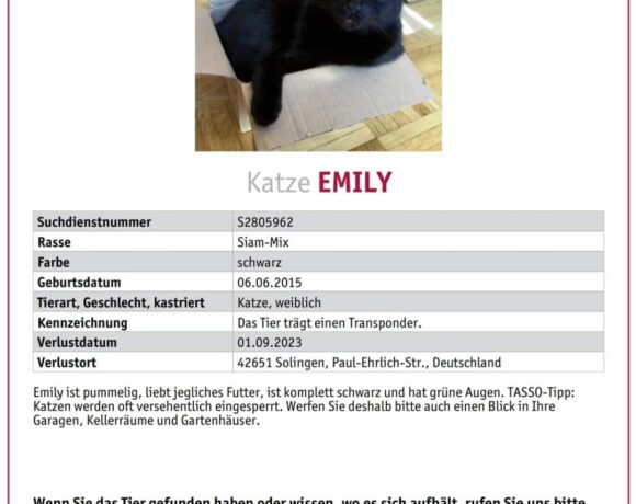 Vermisst: Katze Emily seit 01.09.2023 – Paul-Ehrlich-Str. in Solingen