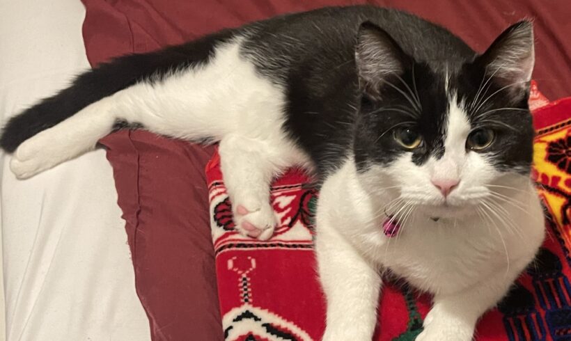 VERMISST: Katze „Ipek“, schwarz- weiß, nicht gechipt