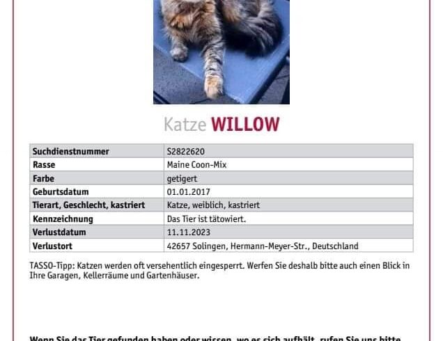 Vermisst: Katze Willow seit 11.11.2023, 42657 Solingen