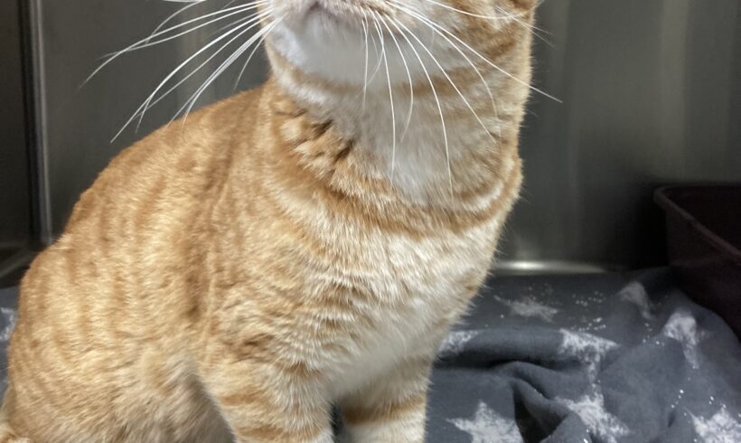 FUND: Kater, unkastriert , nicht gechipt