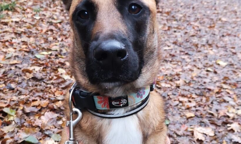 Benji