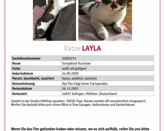 Vermisst: Katze Layla seit 26.11.2023 Höfchen, Solingen