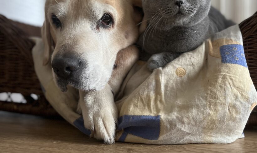 VERMISST: Kater „Sky“ , Kater unkastriert