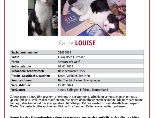 VERMISST: Katze Louise, schwarz-weiß – Eifelstraße, 42699 Solingen