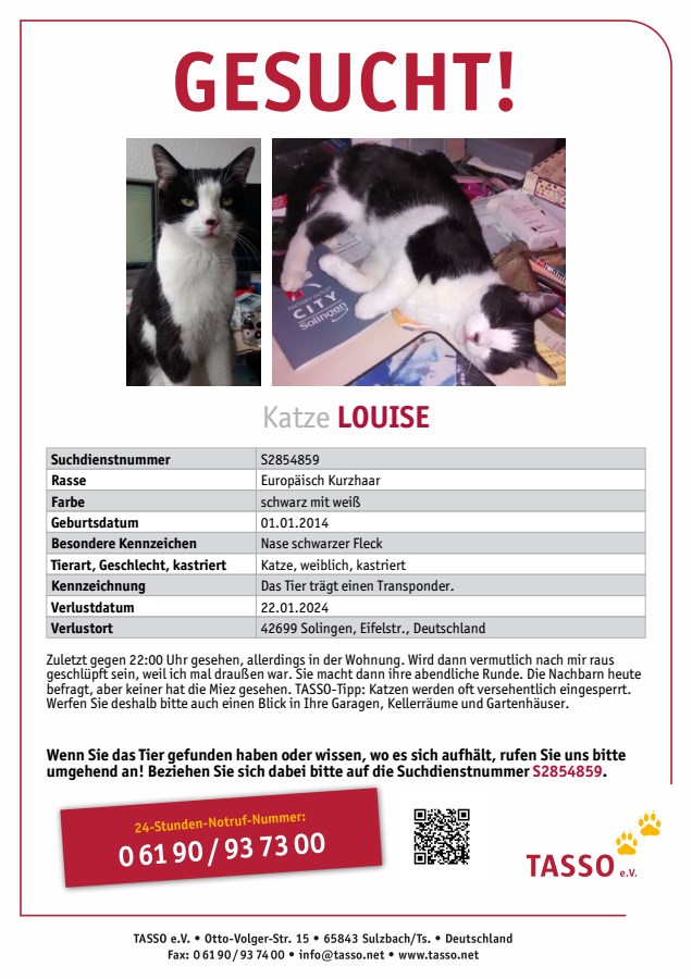 VERMISST: Katze Louise, schwarz-weiß – Eifelstraße, 42699 Solingen