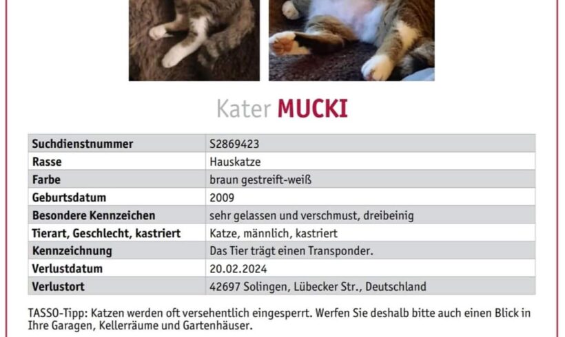 Vermisst: Kater Mucki seit 20.02.2024 Lübecker Str. Solingen