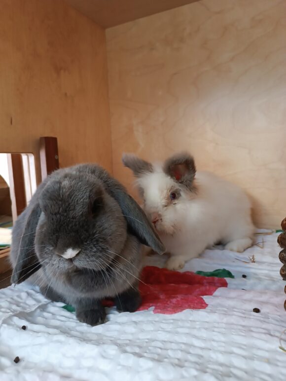 Mimi & Hektor