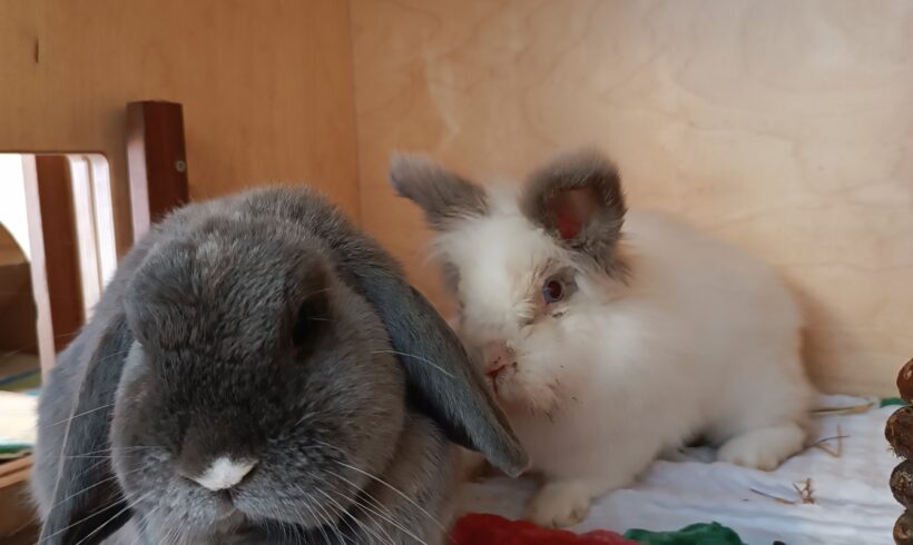 Mimi & Hektor