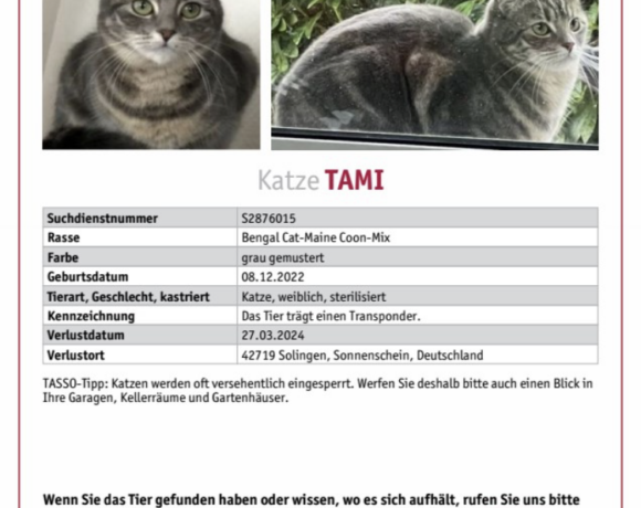 VERMISST : Katze „Tami“ , getigert, gechipt