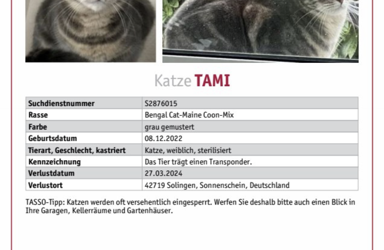 VERMISST : Katze „Tami“ , getigert, gechipt