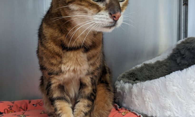 GEFUNDEN: Katze, Bengal, weiblich, gechipt