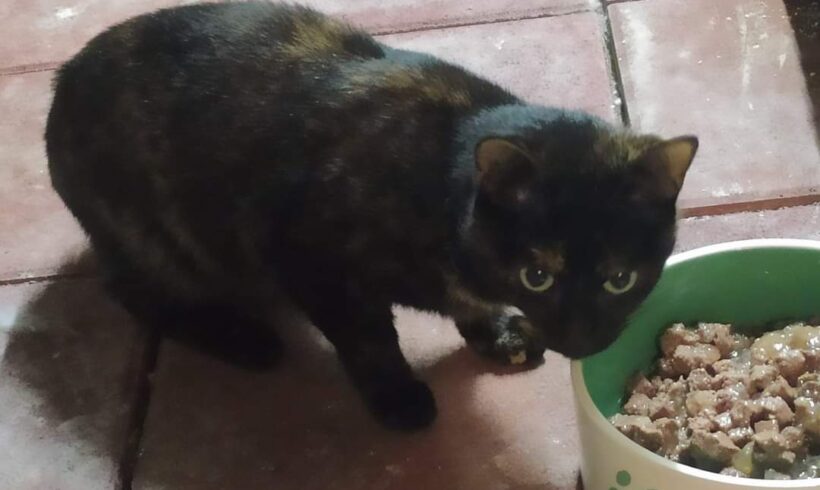 Gefunden: Katze, weiblich, Kirschbaumer Straße / Ecke Katternberger Straße