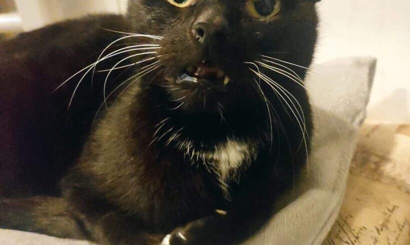 Gefunden: Katze, weiblich, schwarz-weiß, Solingen-Wald
