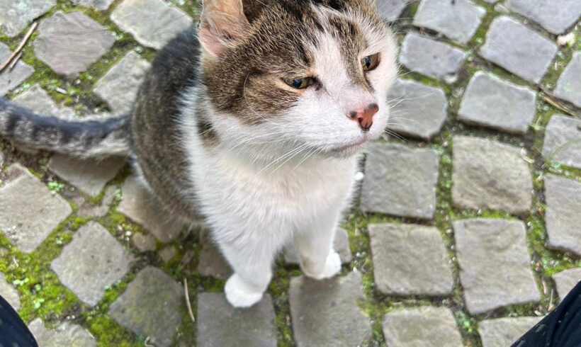 GEFUNDEN: Kater, kastriert, nicht gechipt, getigert-weiß