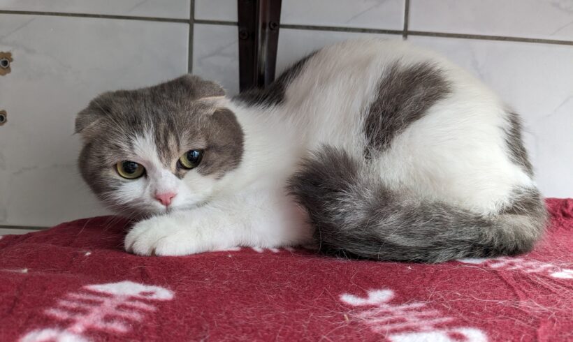 Gefunden: junge Scottish Fold Katze, weiblich, kein Chip