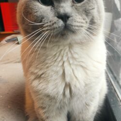 Gefunden: BKH-Mix, männlich, Solingen Rupelrath, kein Chip