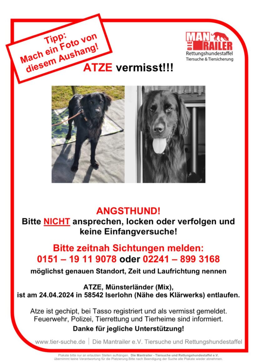 Vermisst: Hund Atze, Münsterländer-Mix, seit 24.04.2024 in Iserlohn