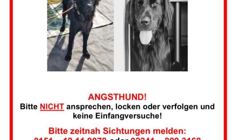 Vermisst: Hund Atze, Münsterländer-Mix, seit 24.04.2024 in Iserlohn