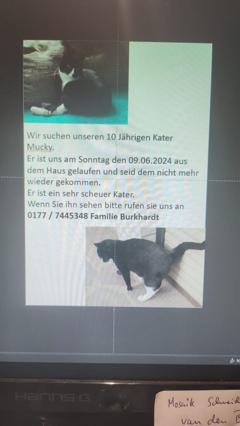 VERMISST: KATER „MUCKI“